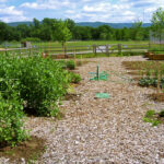 OrganicGarden - Four Seasons Landscaping Yorkville, IL