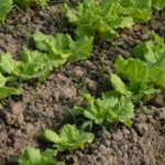 OrganicSoil - Four Seasons Landscaping Yorkville, IL