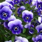 Pansies - Four Seasons Landscaping Yorkville, IL