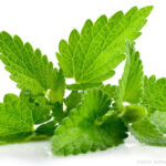 Peppermint - Four Seasons Landscaping Yorkville, IL