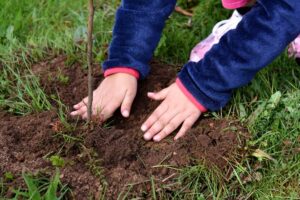 Planting - Four Seasons Landscaping Yorkville, IL