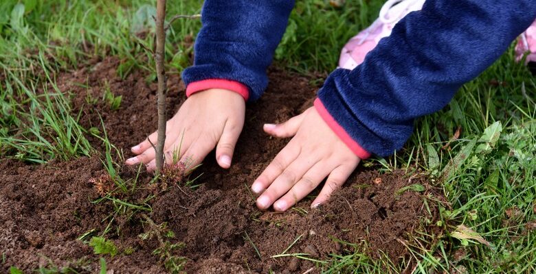 Planting - Four Seasons Landscaping Yorkville, IL