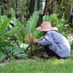 Pruning - 4 Seasons Landscaping Yorkville, IL