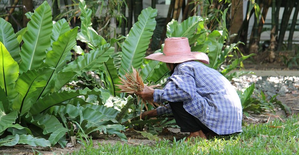 Pruning - Four Seasons Landscaping Yorkville, IL