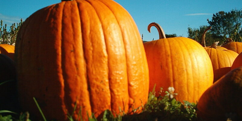 Pumpkins - Four Seasons Landscaping Yorkville, IL