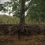 RootSystem - Four Seasons Landscaping Yorkville, IL