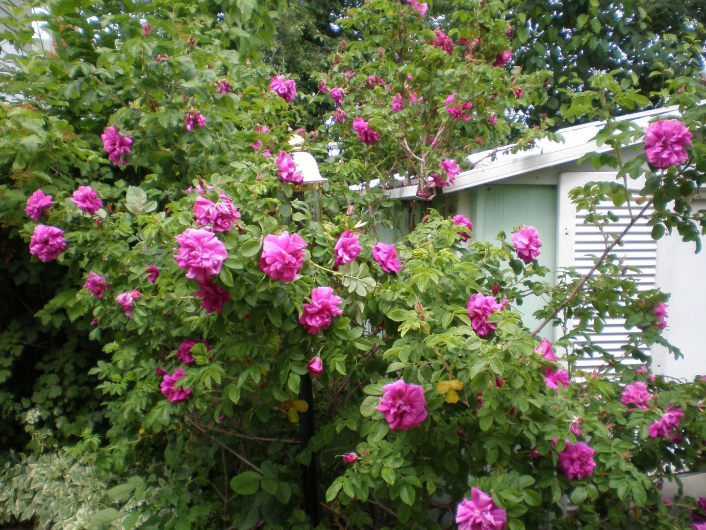 RoseBush - Four Seasons Landscaping Yorkville, IL