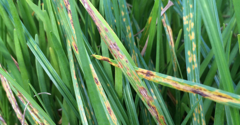 Rust Fungus - Four Seasons Landscaping Yorkville, IL