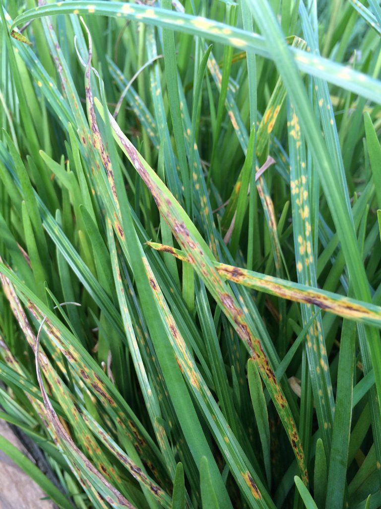 Rust Fungus - Four Seasons Landscaping Yorkville, IL