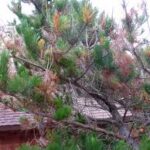 SpruceDisease - Four Seasons Landscaping Yorkville, IL