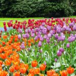 Tulips - Four Seasons Landscaping Yorkville, IL