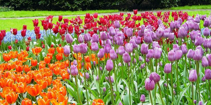 Tulips - Four Seasons Landscaping Yorkville, IL