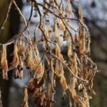 WiltingTree - Four Seasons Landscaping Yorkville, IL