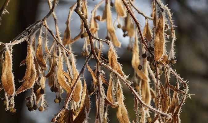 WiltingTree - Four Seasons Landscaping Yorkville, IL