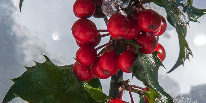 WinterPlantings - Four Seasons Landscaping Yorkville, IL