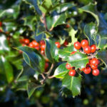 WinterYard - Four Seasons Landscaping Yorkville, IL