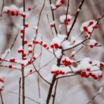 WinterisNear - Four Seasons Landscaping Yorkville, IL