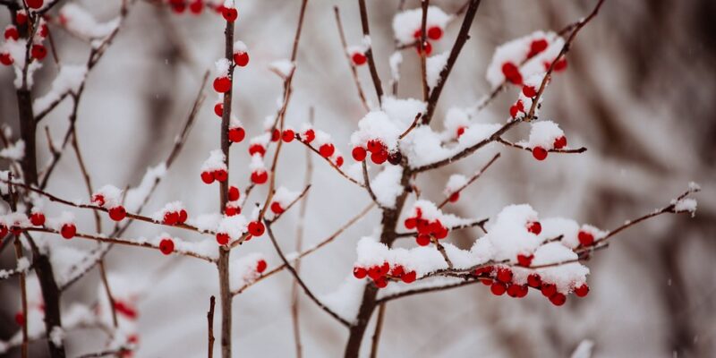 WinterisNear - Four Seasons Landscaping Yorkville, IL