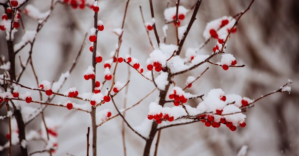 Winter Is Near - Four Seasons Landscaping Yorkville, IL