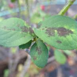 Blackspotfungus - Four Seasons Landscaping Yorkville, IL