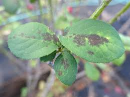 Black Spot Fungus - Four Seasons Landscaping Yorkville, IL