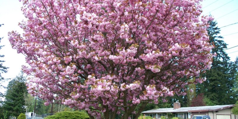 Cherrytree - Four Seasons Landscaping Yorkville, IL