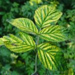Chlorosis - Four Seasons Landscaping Yorkville, IL