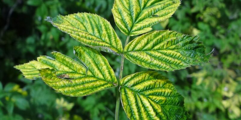Chlorosis - Four Seasons Landscaping Yorkville, IL