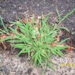 Crabgrass - Four Seasons Landscaping Yorkville, IL