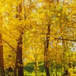 Dollarphotoclub - Four Seasons Landscaping Yorkville, IL