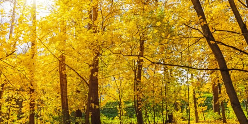 Dollarphotoclub - Four Seasons Landscaping Yorkville, IL