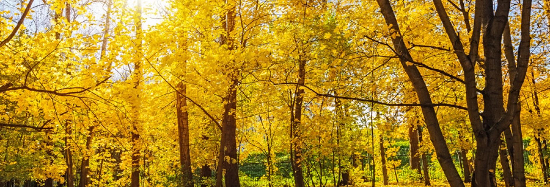 Dollarphotoclub - Four Seasons Landscaping Yorkville, IL