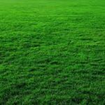 Healthygrass - Four Seasons Landscaping Yorkville, IL