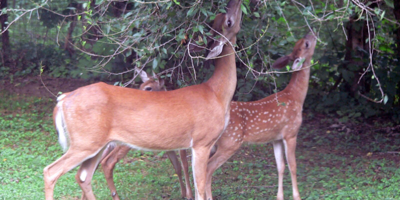 Landscapingmistakes - Four Seasons Landscaping Yorkville, IL