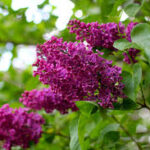 Lilacpurple - Four Seasons Landscaping Yorkville, IL