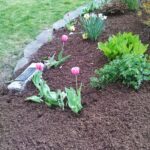 Mulch - Four Seasons Landscaping Yorkville, IL