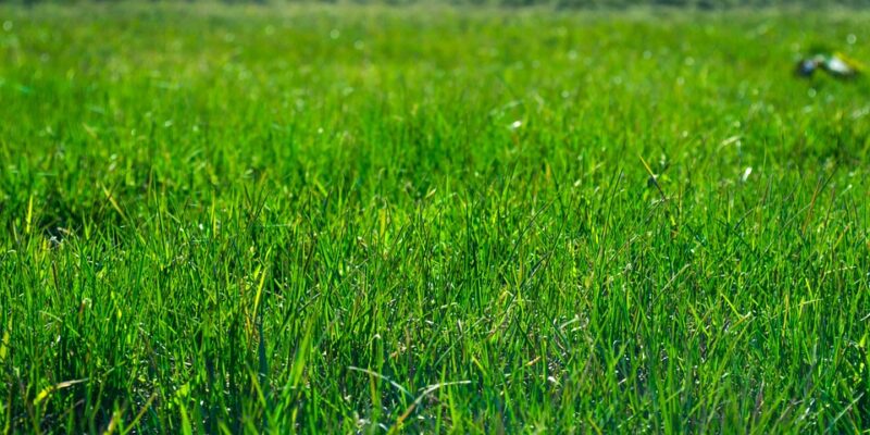 Typesofgrass - Four Seasons Landscaping Yorkville, IL