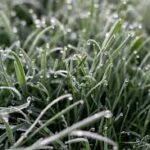 Warmweathergrass - Four Seasons Landscaping Yorkville, IL