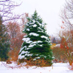 Winterlandscaping - Four Seasons Landscaping Yorkville, IL