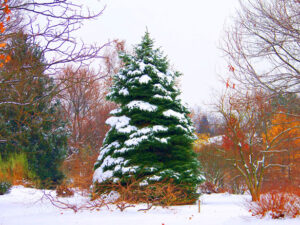 Winterlandscaping - Four Seasons Landscaping Yorkville, IL