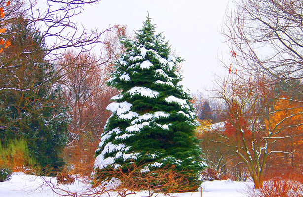 Winterlandscaping - Four Seasons Landscaping Yorkville, IL